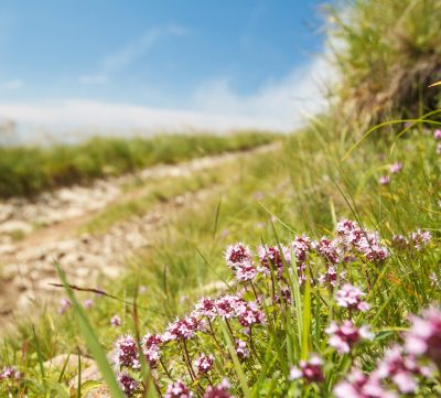 Beautiful view of path in Carpathian mountains. Focus on flowers. Copy space.