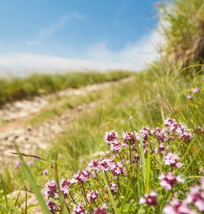 Beautiful view of path in Carpathian mountains. Focus on flowers. Copy space.